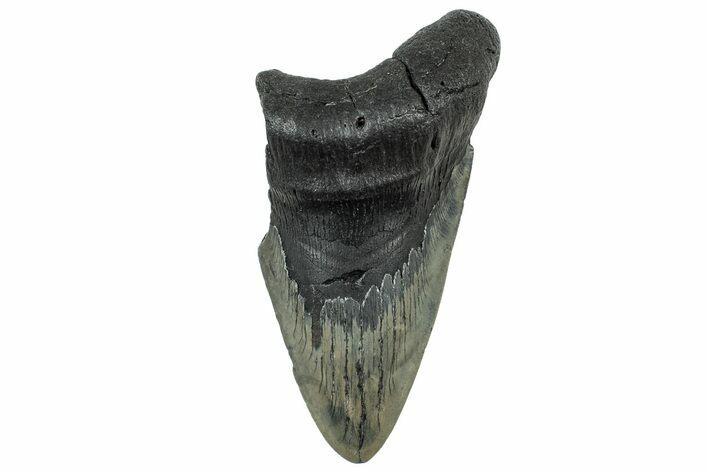 Partial Fossil Megalodon Tooth - South Carolina #320659